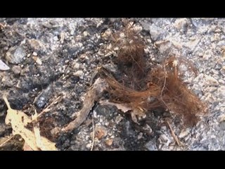 Pozzuoli (NA) - Diede fuoco a compagna: chiesti 15 anni per Pietropaolo (17.10.16)