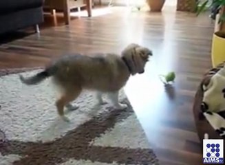 دنیاکے سب سے پیارے اورمعصوم دوستوں کی ویڈیودیکھیں