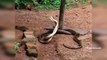 Latest Most Viral Whatsapp Funny Videos | Snake Vs Snake | AR Entertainments
