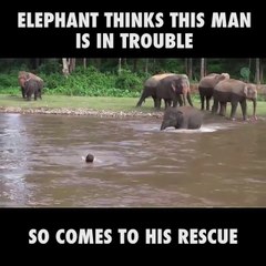 Un éléphant court sauver un humain de la noyade