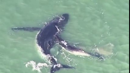 Baleia é salva pela cria após ficar encalhada num banco de areia