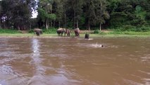 Un éléphant sauve un humain de la noyade !