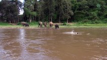 Un bébé éléphant vole au secours d'un homme en détresse