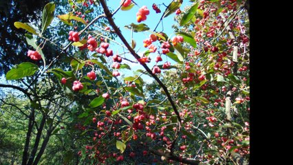 Grădina Botanică Iași, în zi de toamnă- 18 octombrie, 2016