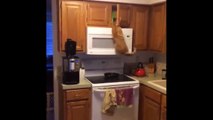 Cat scales kitchen cabinets to find favorite food