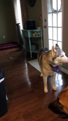 Vocal husky loudly argues that it's walk time