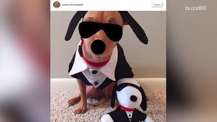 The Most Popular Halloween Pet Costumes For 2016