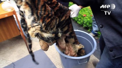 القبض على ثلاثة أندونيسيين بتهمة المتاجرة بالحيوانات المحمية