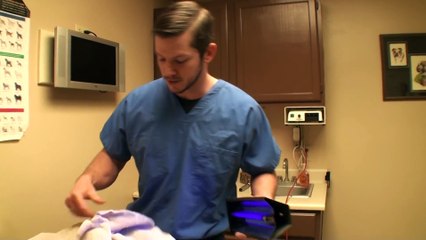 Bulldog Saved From Euthanasia