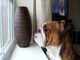 Bulldog sings