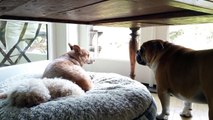 Bulldog throws temper tantrum for his stolen bed