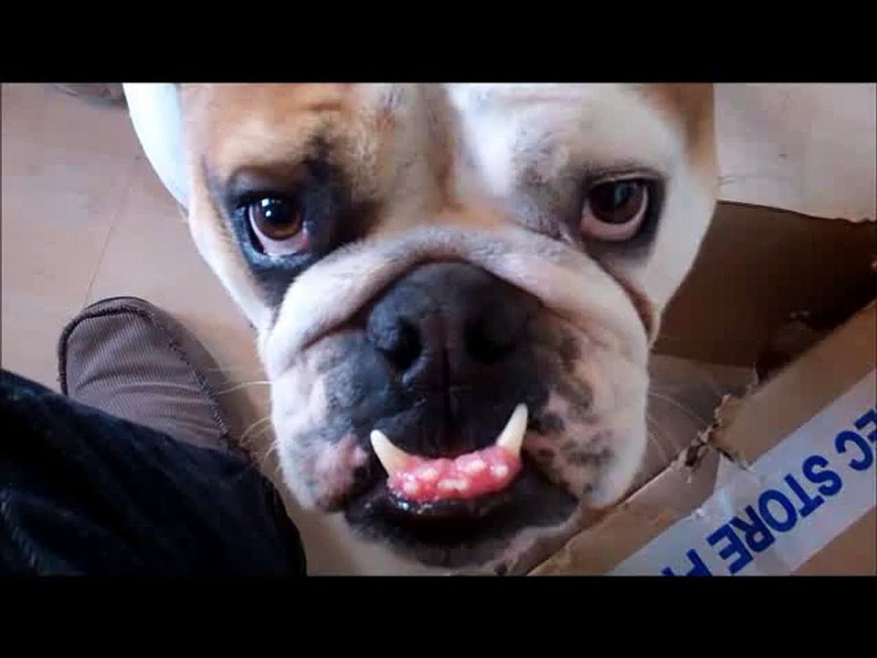 Bulldog tries to sit in a box that s too small for him