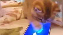 Kittens fascinated by smartphone game for cats