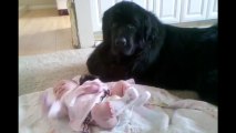 Giant Newfoundland preciously watches over newborn baby