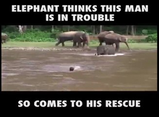 Elephant Goest To Rescue A Man