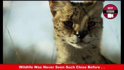 Wildlife Was Never Seen Such Close Before - Best Videos