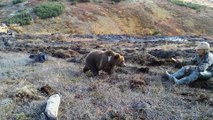 Un jeune ours vient réclamer à manger sur un chantier