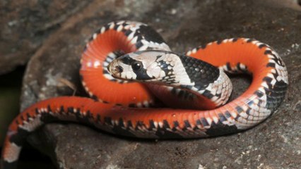 More Than 120 New Animal Species Found in Philippines' Mindanao Island