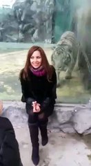 A BIG WHITE TIGER ATTACK A GIRL IN ZOO.. MUST MUST WATCH