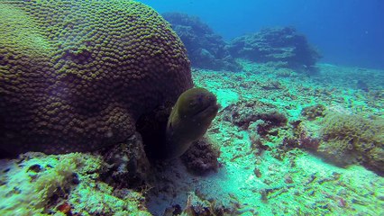 Plongée Gili islands 2016