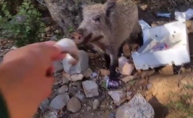 Bodrum Merkeze İnen Domuzları Besleyen Balıkçı O Anları Kaydetti