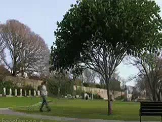 Leaves Drop When Power Off