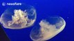 Amazing jellyfish displays at California aquarium