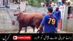 Dangerous Cow Qurbani | Professional Qasai 2016 | 2017 | Funny Video