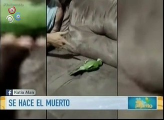 Increible pero cierto conoce al lorito que se hace el muerto viral en las redes