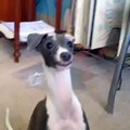 Bertie the Italian Greyhound Dog Sticking His Tongue Out