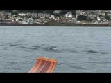 Dolphins Gang Up on Harbor Porpoise