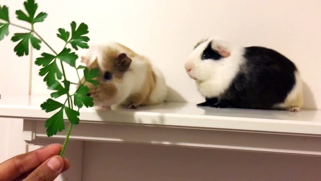 Guinea Pig Olympics Who Can Eat Parsley The Fastest