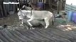Funny Video - Donkey riding sheep