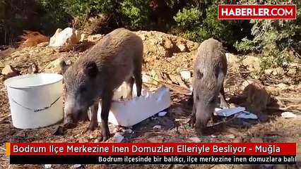 Bodrum Ilçe Merkezine Inen Domuzları Elleriyle Besliyor - Muğla