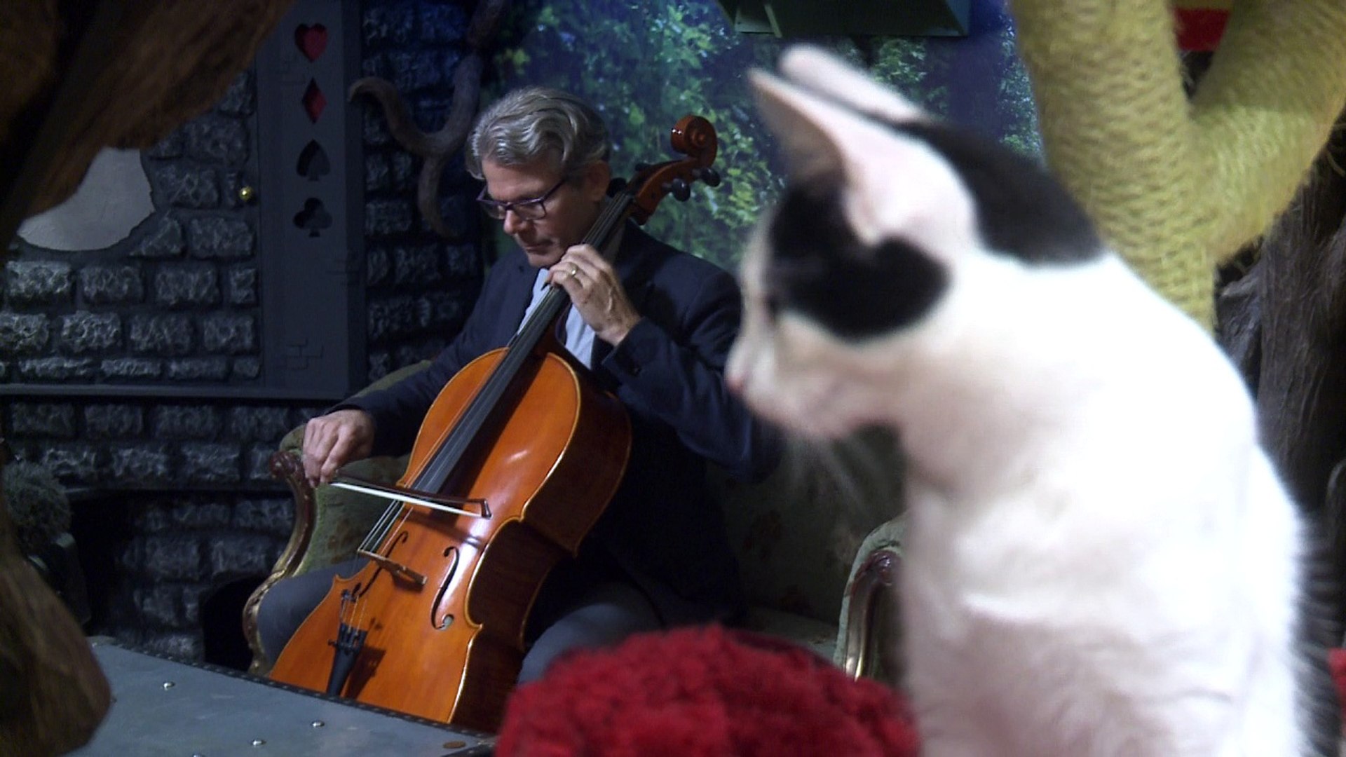 Duo parfait entre un chat chanteur et son maitre guitariste - Vidéo  Dailymotion