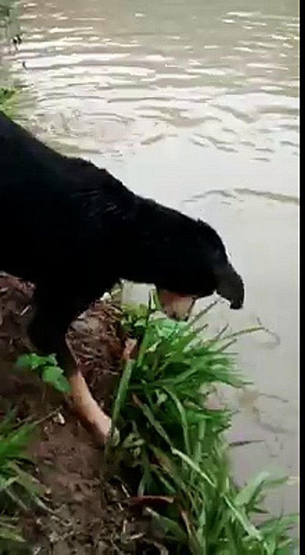 perro pescador dog dog fisherman