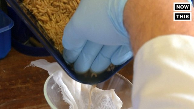 Maggot Slime Might Help Kill Powerful Viruses