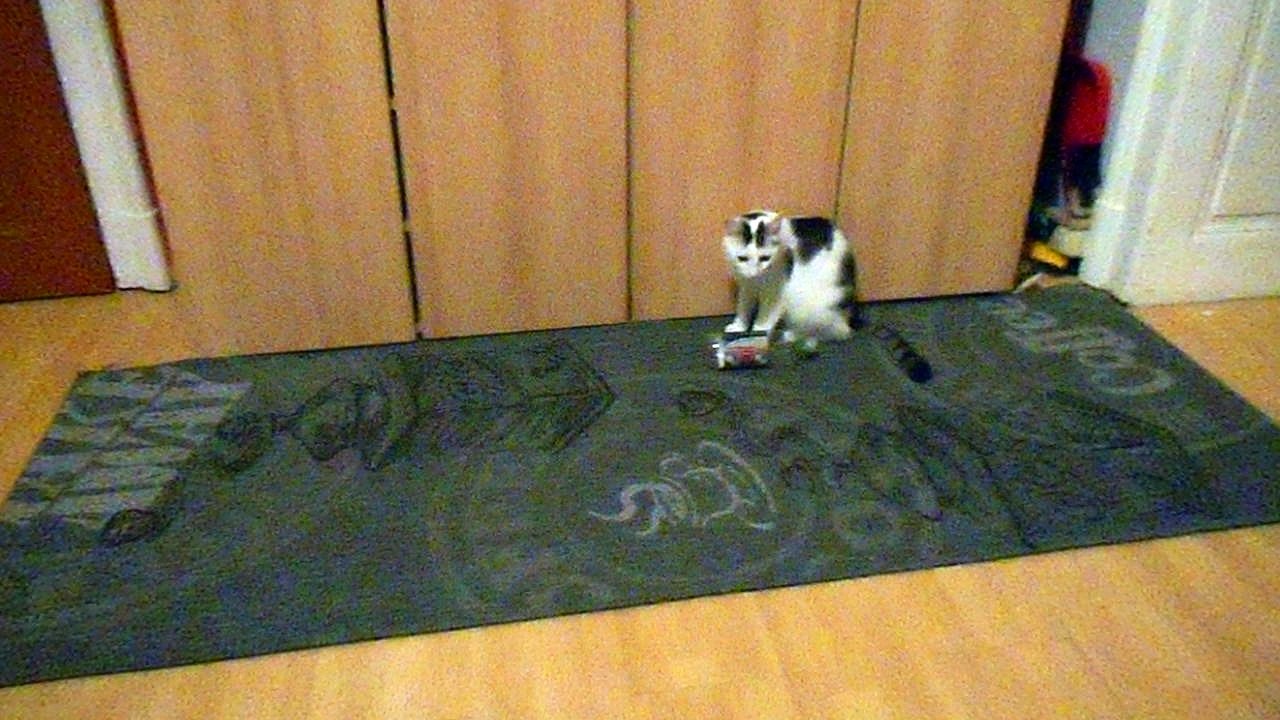 Harvey und Vinzent am 18.10.2016