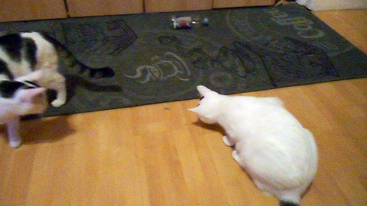 Harvey und Vinzent am 18.10.2016 Harvey frisst Knäckebrot