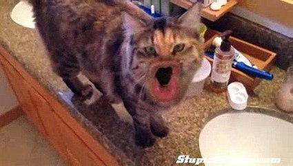 Cats With Human Mouths | Videos Global