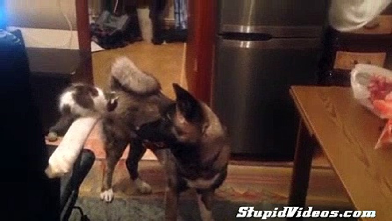 Kitten Won't Give Up | Videos Global