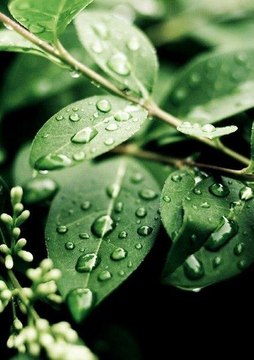 Ersen Ve Dadaşlar - Yağmur Duası -