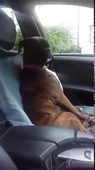 Mira lo que hizo este perro para no ir al veterinario