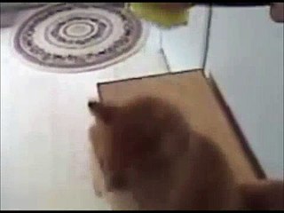 Cutest Kitty Cat Loves To Be Brushed! | Videos Global