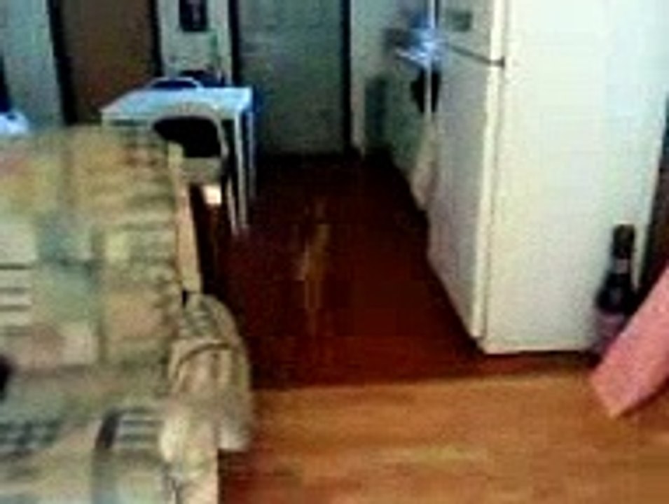 I taught my cat how to fetch!! | Videos Global