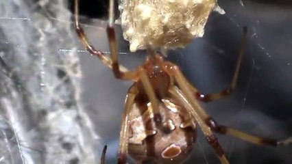 Aranha Viúva Marrom (Latrodectus geometricus)