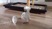 Prancing Cockatoo Picks Fight With Plastic Bottle