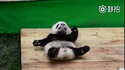 Super cute panda [The animals world]