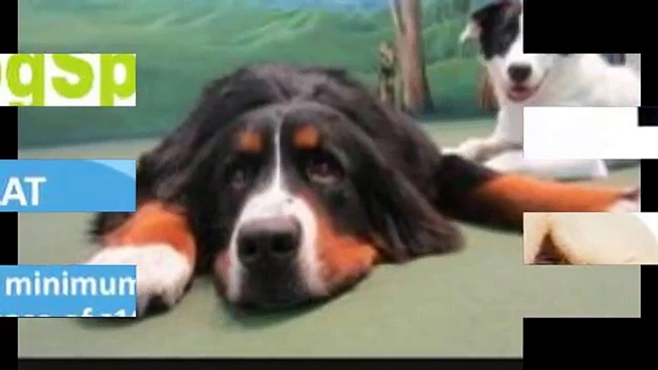 Dog Daycare San Marcos