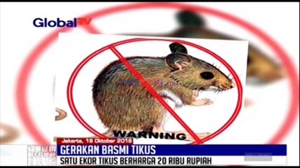 Gerakan Basmi Tikus dengan Imbalan Rp20 Ribu per Ekor